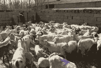 山东白山羊的养殖场