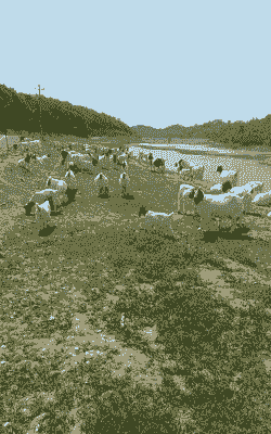 江西上饶山羊养殖场