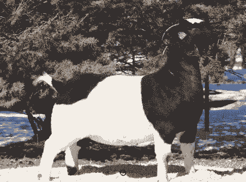 波尔山羊什么时候喂好