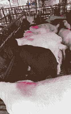 波尔山羊一胎多羔