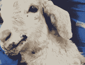 农村养的山羊嘴边长疮