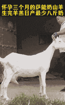 奶山羊产奶高峰期