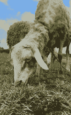 山羊吃青草后肚胀咋治