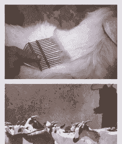 绒山羊梳绒关键技术