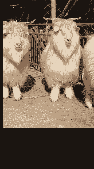 绒山羊适合在什么地区养