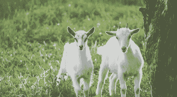 内蒙古白山羊好吃吗