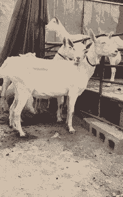 萨能奶山羊哪里的好