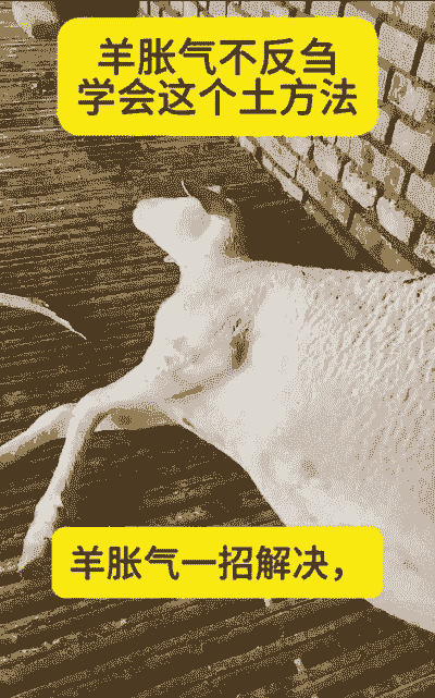 山羊淋雨后涨肚不反刍