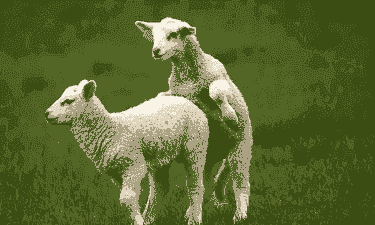 山羊的发情期持续多久