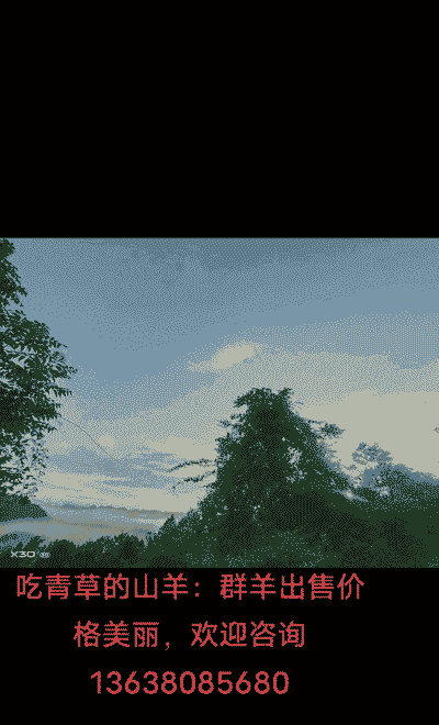 玉米粉拌青草喂山羊