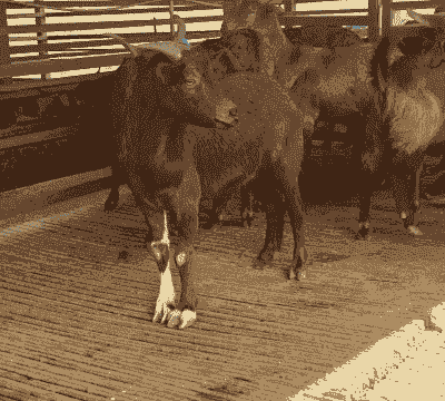 龙陵县黄山羊养殖基地