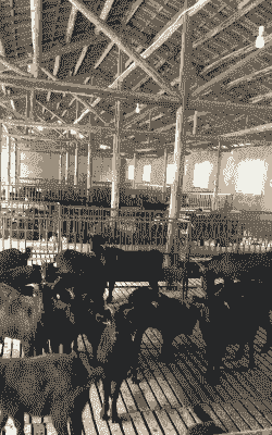 全球十大山羊基地