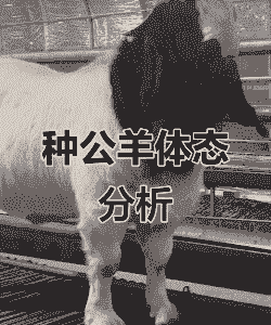 波尔山羊不长个子怎么办