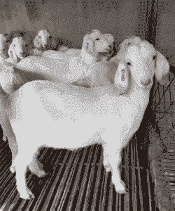 我要购买山东的肉山羊