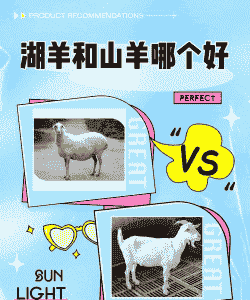 胡羊跟山羊哪个养殖好