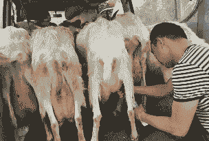 山羊下奶了什么时候生