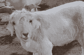 绒山羊不上膘怎么办