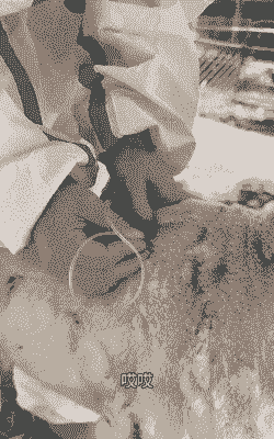 给不怀孕山羊下拴药