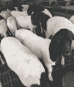 山羊和杜波羊培种