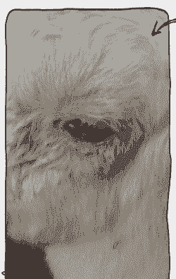 山羊红眼病是否医得好