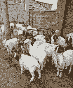 波尔山羊散养生病多吗