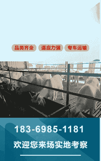 安徽哪有卖波尔山羊种