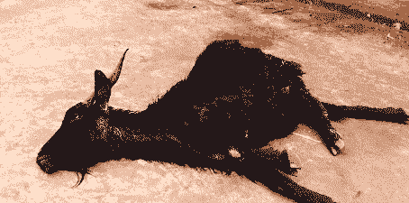 山羊临死前会怎样想