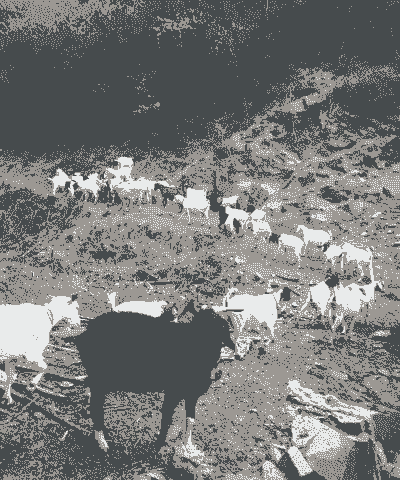 十堰那里有山羊出售