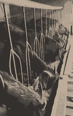 山羊可以全喂猪饲料吗