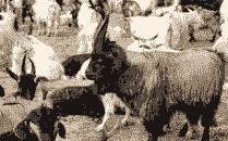 山羊下羊前的征兆