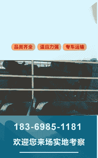 河南省那里收白山羊