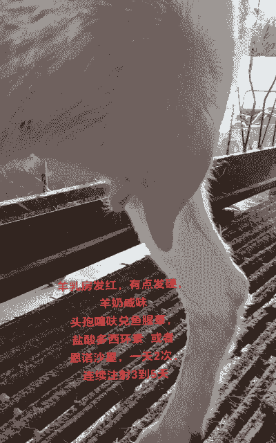 奶山羊的角为什么开裂