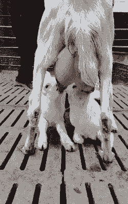 如何使母山羊奶水足