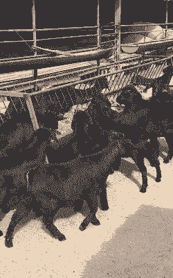 哪种山羊长的小繁殖快