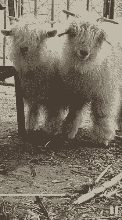 绒山羊圈养羊需要面积