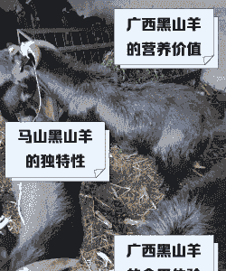 广西山羊养殖有哪些品种