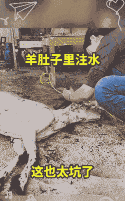 山羊羊死后肚子里全是水