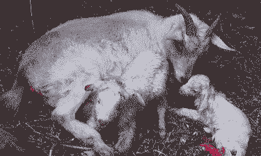 山羊产羔母羊要喝水吗