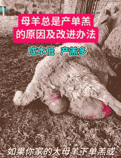 奶山羊产后多少时间喂食