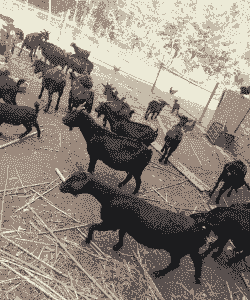 江西省有山羊的吗