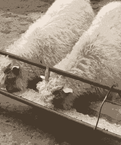 绒山羊一天喂几次