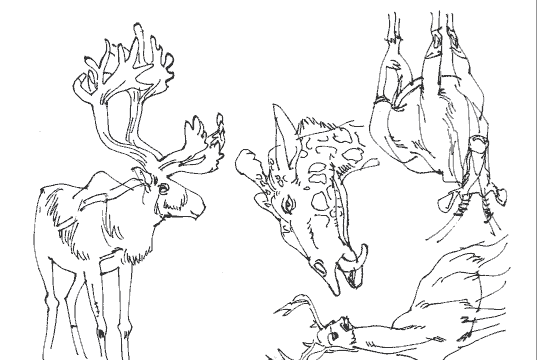 梦见一只鹿和山羊