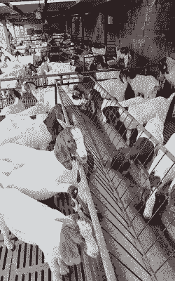 现代化养殖波尔山羊羊舍