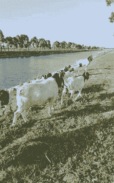 山羊怎么放牧才肥的快