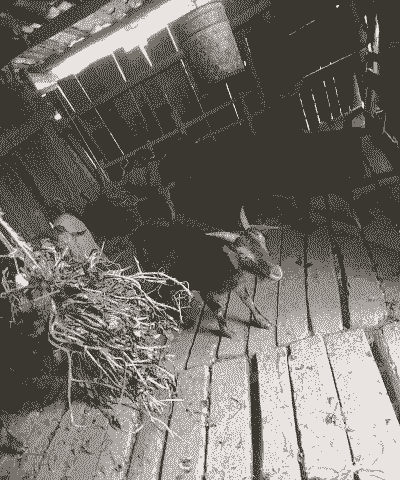 圈养山羊为何吃墙上的土