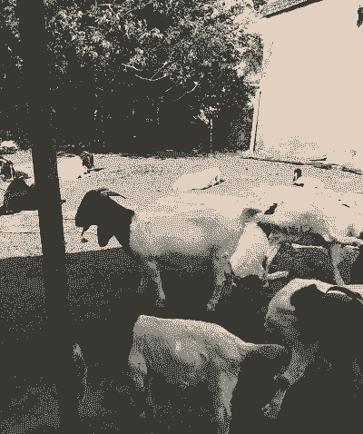 波耳山羊的放牧季朮