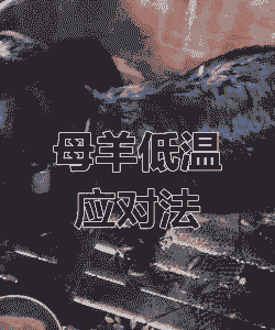 山羊产后体温低怎么治疗