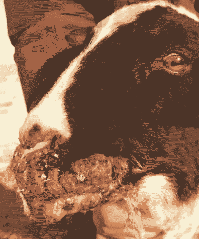 如何治疗山羊的羊口疮