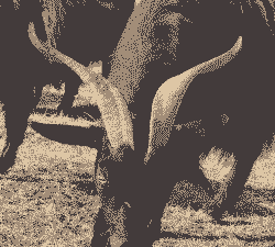 乌骨山羊四季放牧