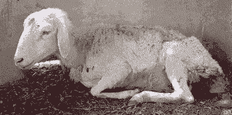 山羊痪球虫的病 状